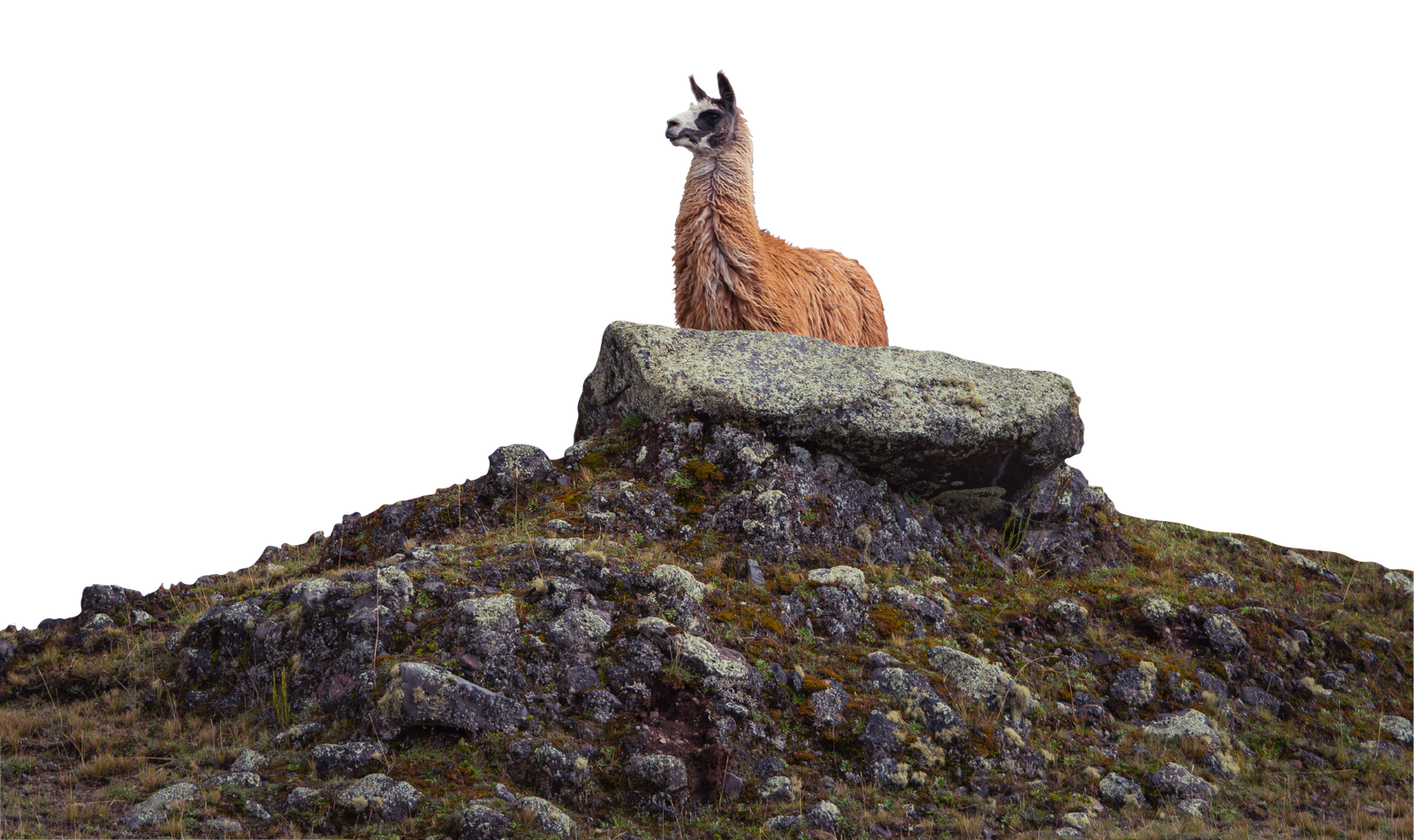 Alpaca Hero